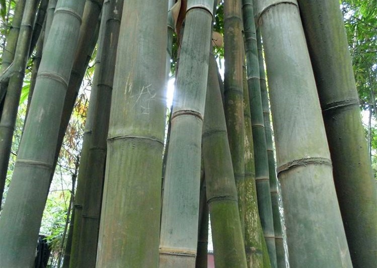 albociliata(munro)kurz), 别名:白缘毛硕竹,白纤毛滇竹,版纳龙竹.