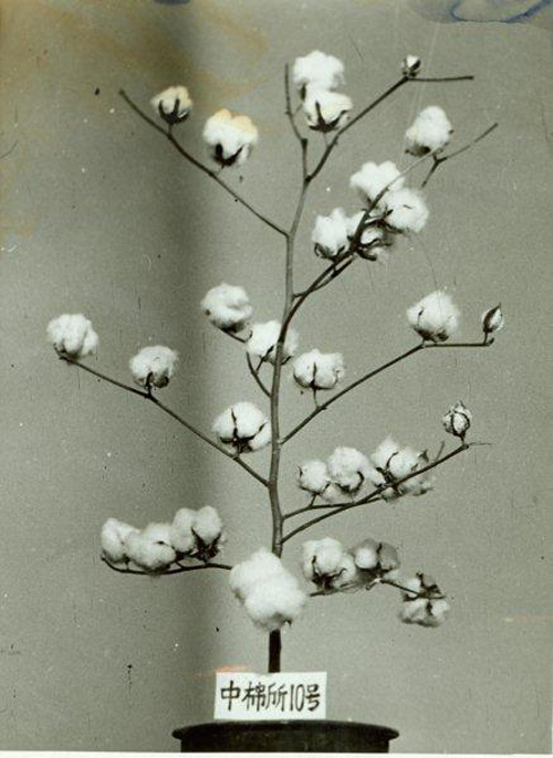 中棉所10号