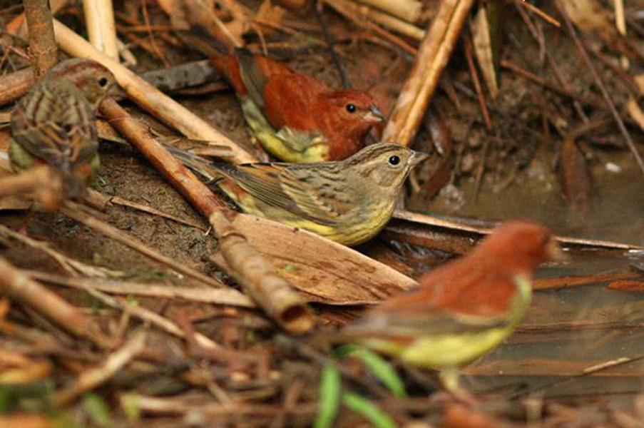  p>栗鹀(学名: i>emberiza rutila /i>):为鹀科鹀属的鸟类,体重15-22