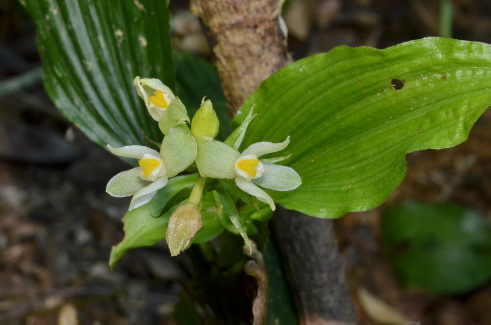 tropidia nipponica masamune
