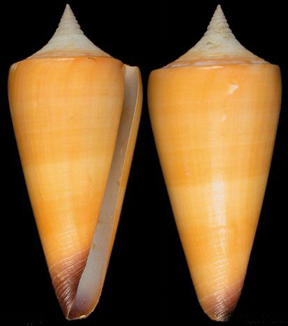  p>将军芋螺(学名:strategoconus generalis)贝壳厚实,体螺层为较瘦长