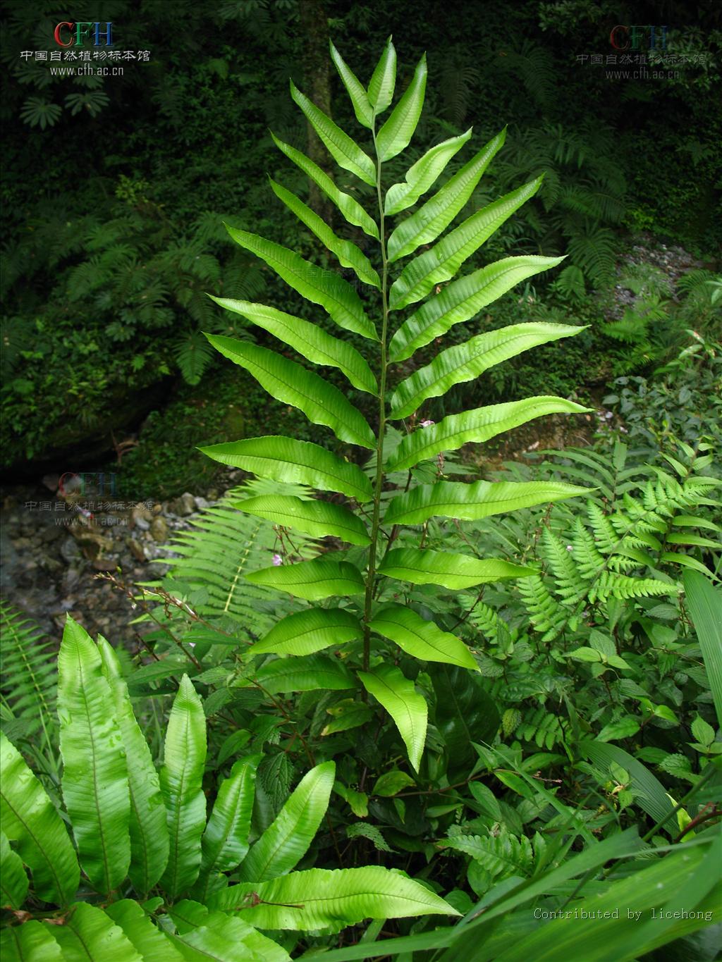 dryopteris wallichiana