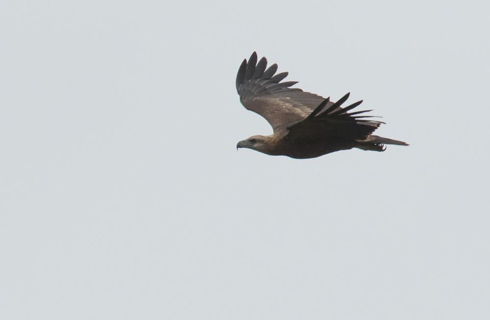 所罗门群岛海雕