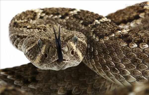  p>南美响尾蛇(crotalus durissus)是一种分布在南美洲的响尾蛇.