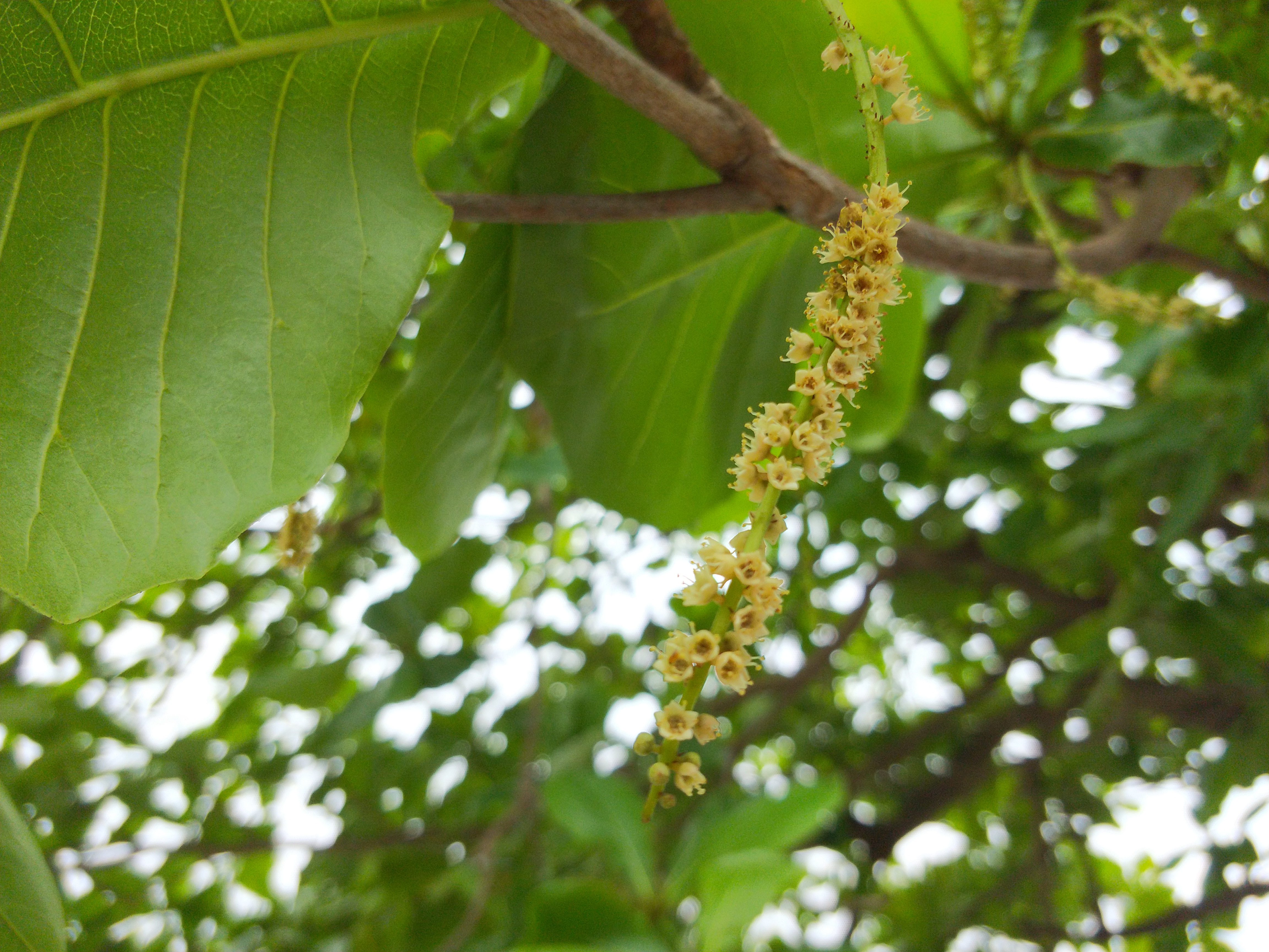  p>榄仁树(学名: i>terminalia catappa /i> l.