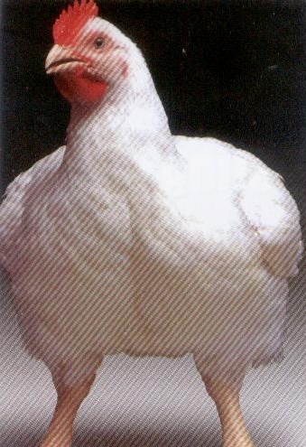 科尼许鸡