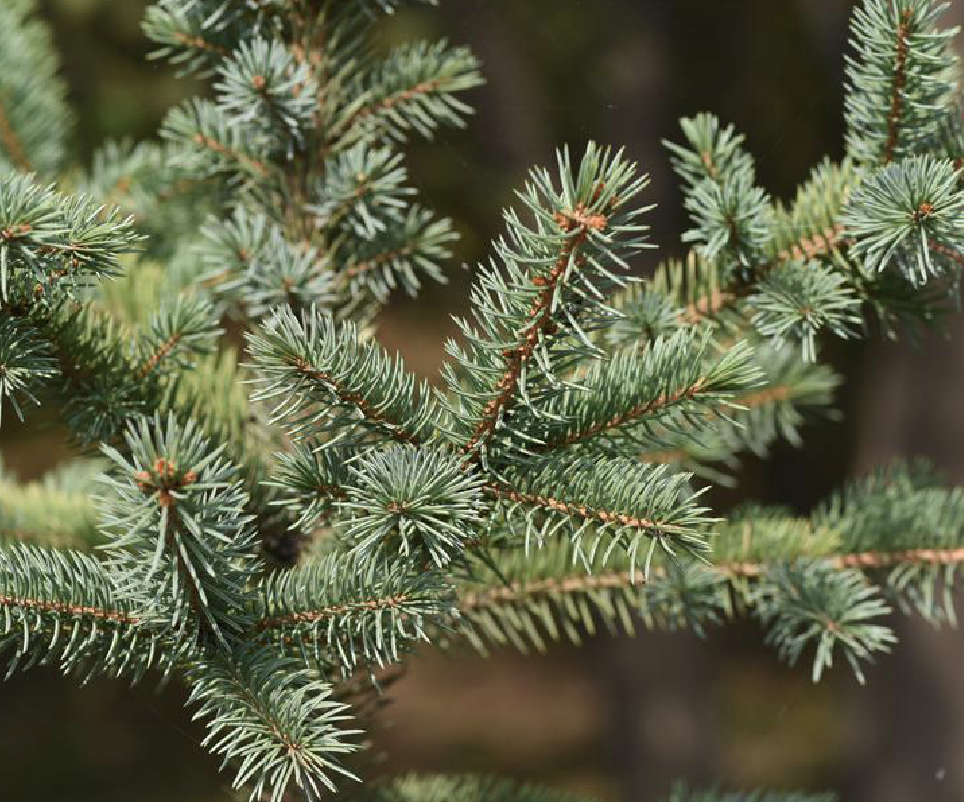 picea pungens