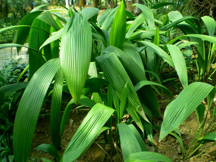  p>仙茅科也叫 a href="#" data-lemmaid="4954693">小金梅草 /a>科