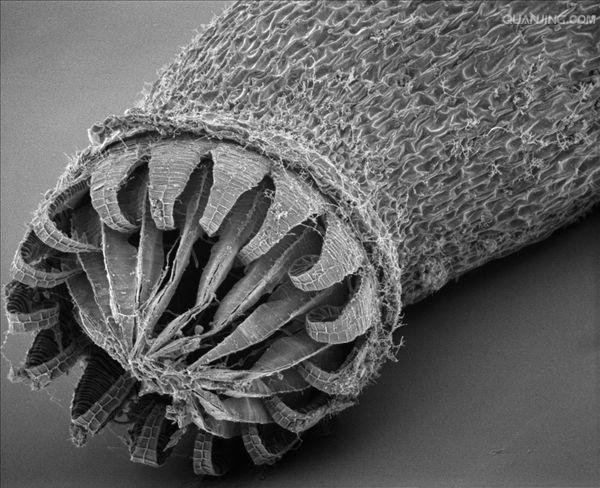  p>孢子囊是植物或真菌制造并容纳 a target="_blank" href="/item