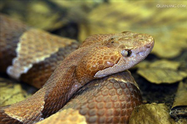  p>中型毒蛇,头部呈明显三角形.