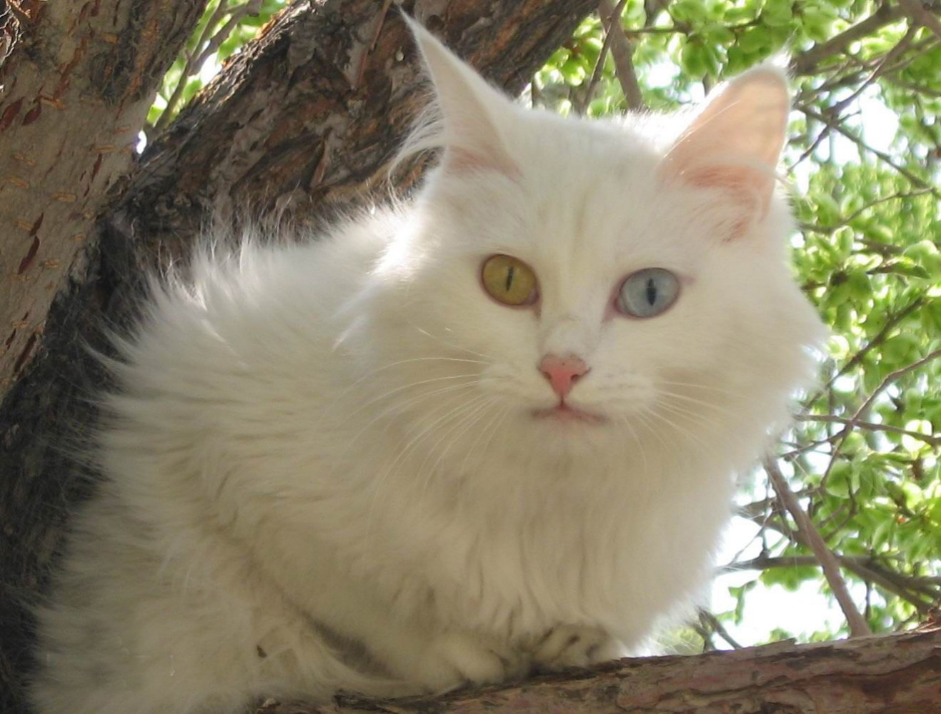 临清狮猫_百度百科