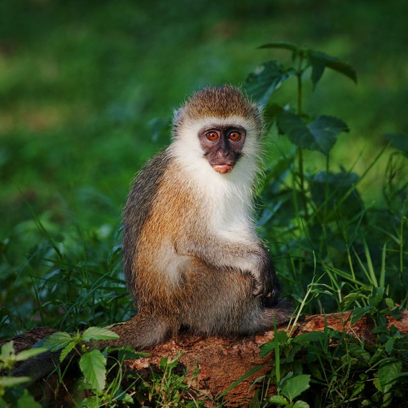  p>白颈白眉猴是一个物种,外文名white-collared mangabey, collared
