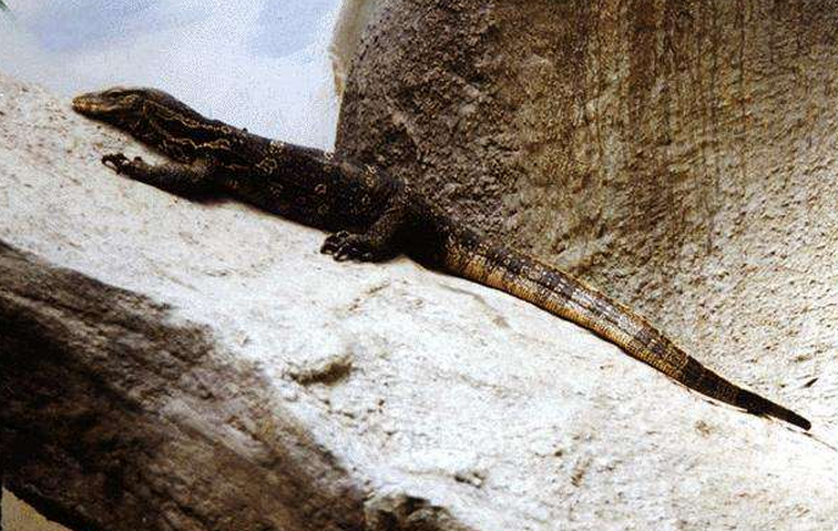  p>裸耳飞蜥, a>鬣蜥科 /a>飞蜥属物种,鼓膜裸露,鼻孔开向背侧,翼膜