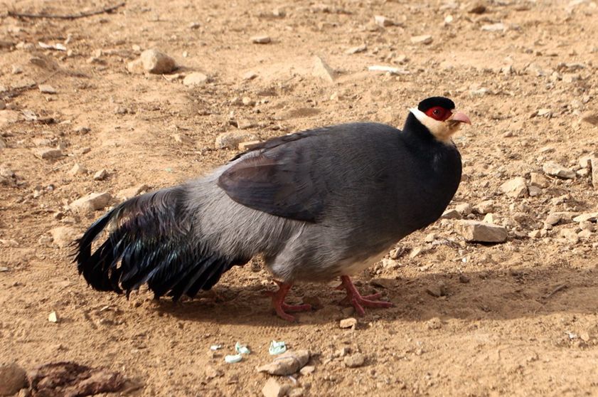  p>藏马鸡(学名: i>crossoptilon harmani /i>)也叫 a target="_blank