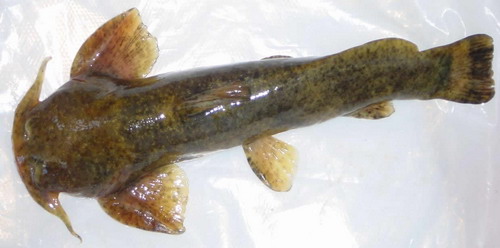 4%,以 a target="_blank" href="/item/雅鲁藏布江