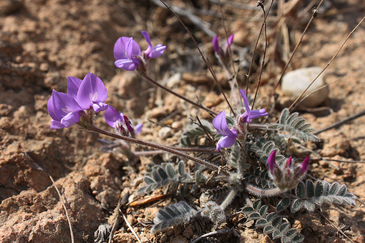  p>米口袋属(学名:gueldenstaedtia fisch)是 a target="_blank" href