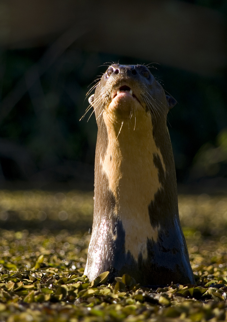  p>巨獭(学名: i>pteronura brasiliensis /i>):鼬科巨獭属的一种动物