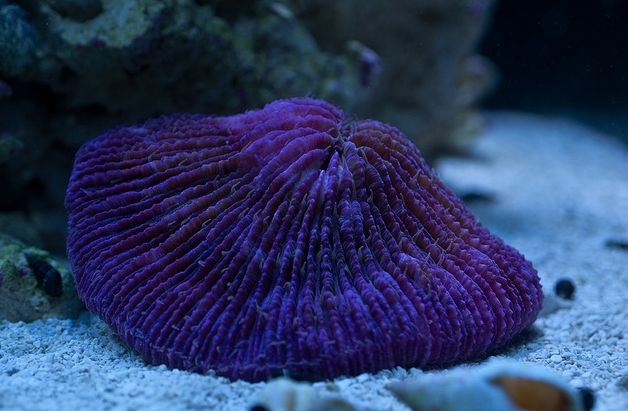  p>蕈珊瑚属(学名:fungia)是水螅型的单体或群体动物,共有25种.