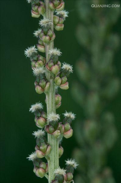 种,广布于全球,其中 a href="#" data-lemmaid="4574579">海韭菜 /a>t