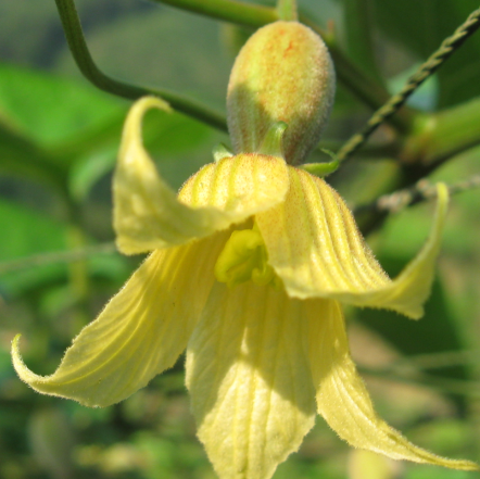  p>罗汉果花单性, a target="_blank" href="/item/雌雄异株/10102253