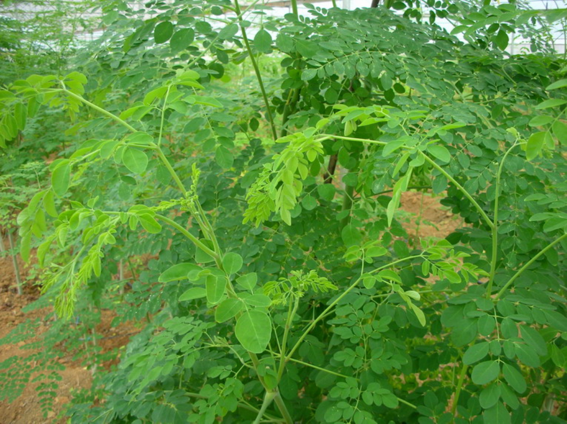  p>辣木(学名: i>moringa oleifera /i> lam.