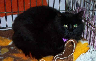  p data-id="gnbj4hxg0i">scp-795「现实扭曲猫」是网络共笔怪谈体系