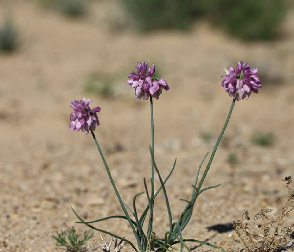  p>蒙古韭(学名: i>allium mongolicum /i> regel)是百合科葱属植物.