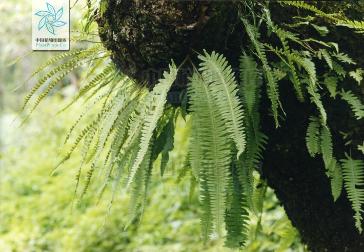  p>濑水龙骨(学名: i>polypodiodes lachnopus /i>)是水龙骨科水龙骨