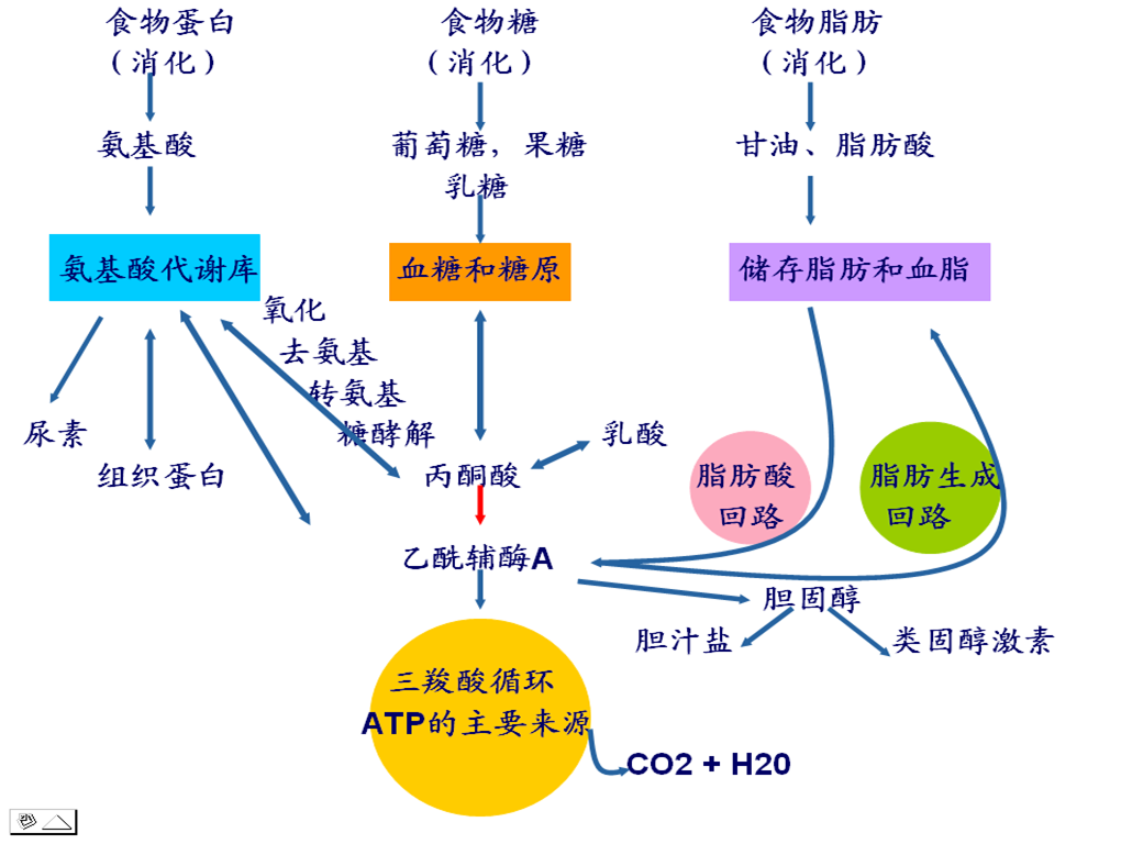 三大营养物质