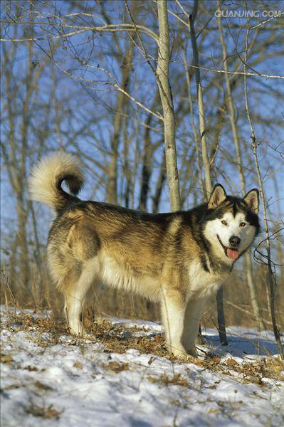 href="#" data-lemmaid="8206086">阿拉斯加犬 /a>,是最古老的极地 a