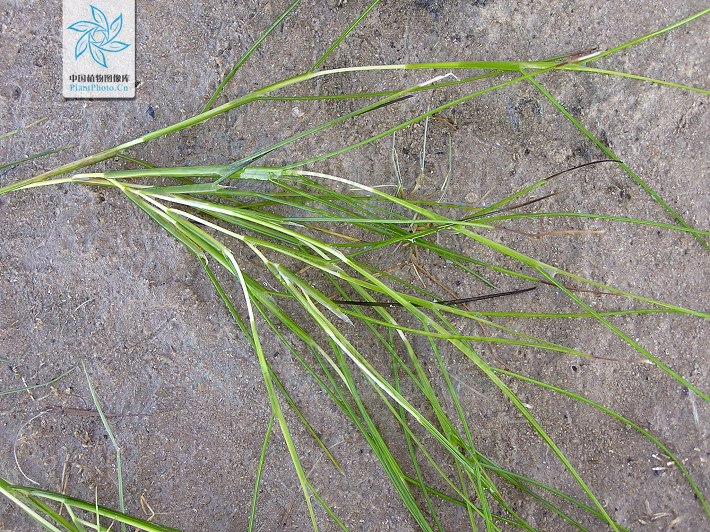 篦齿眼子菜(原变种)