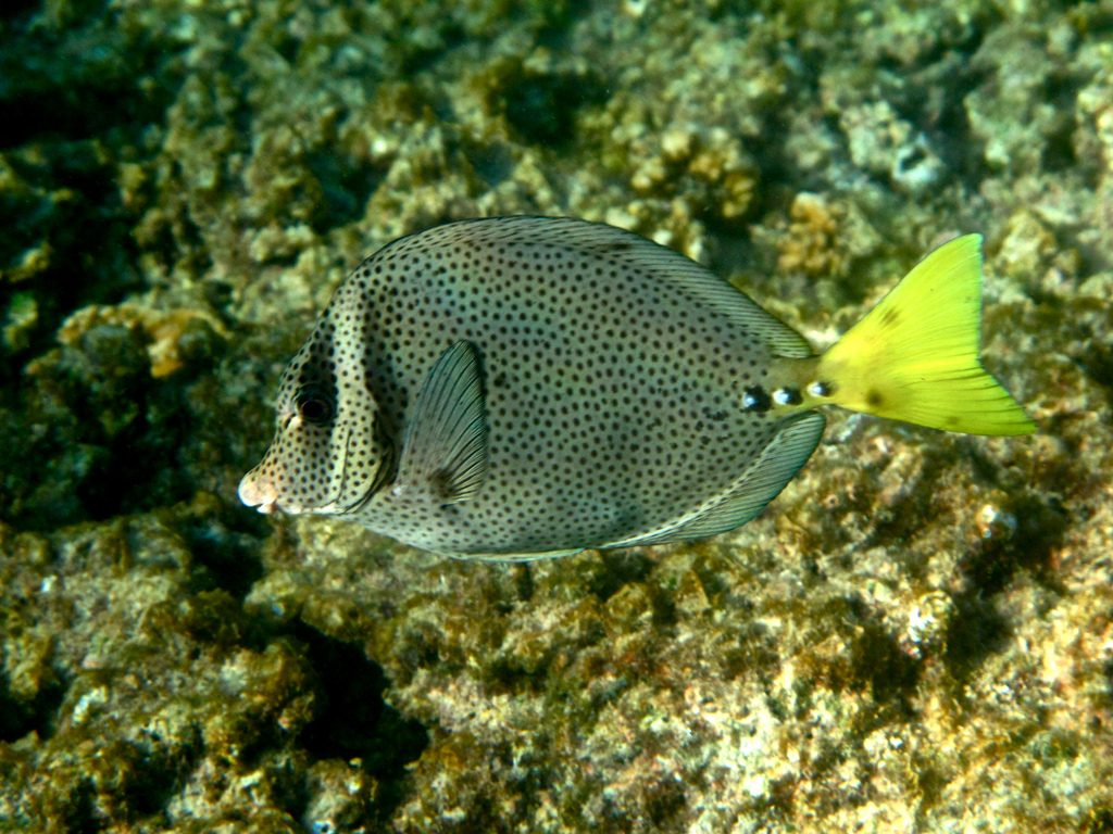  p>刺尾鱼科(学名:acanthuridae)是鲈形目所属一科鱼类总称,其科名  