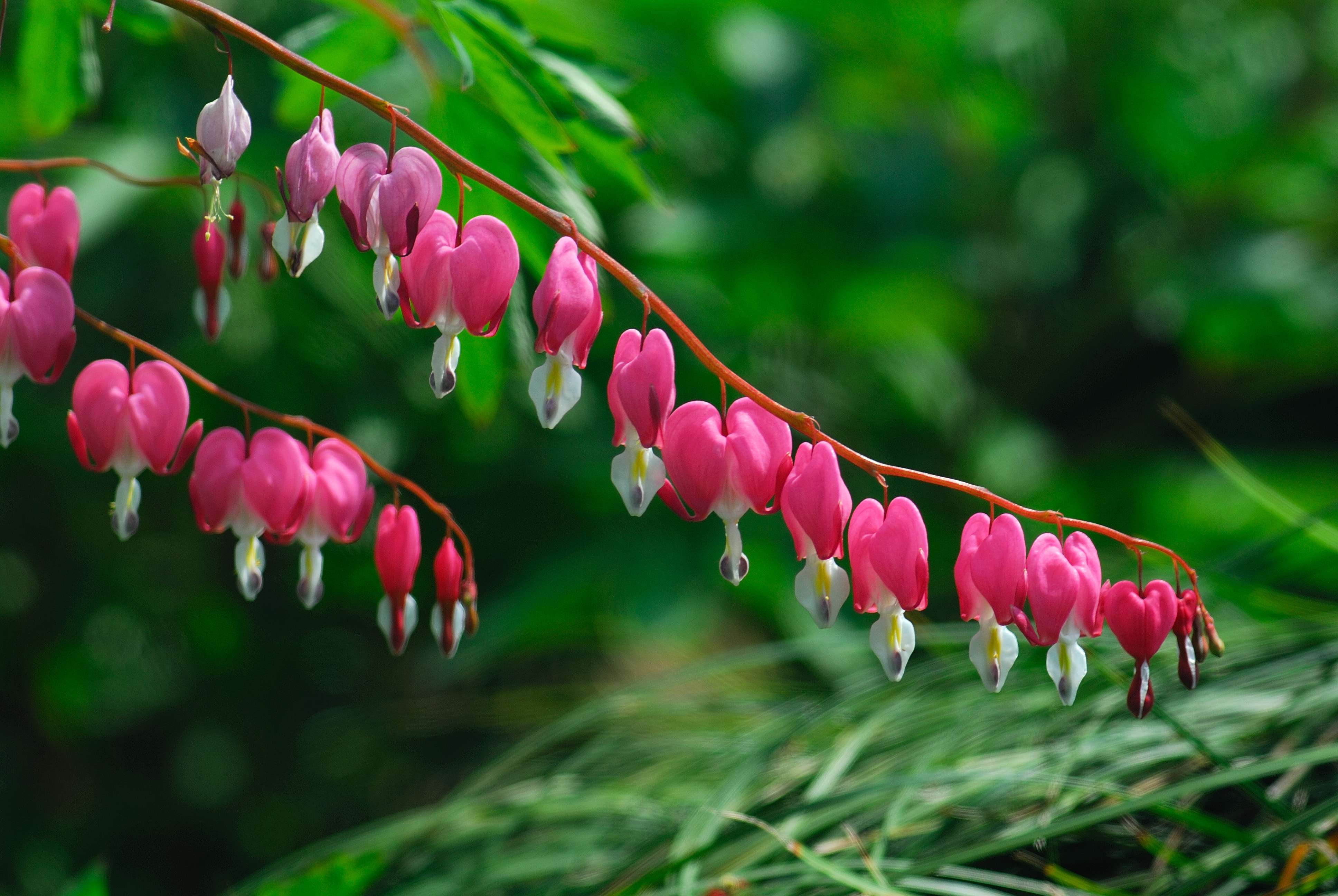  p>荷包牡丹,(拉丁学名: i>lamprocapnos spectabilis /i> (l.