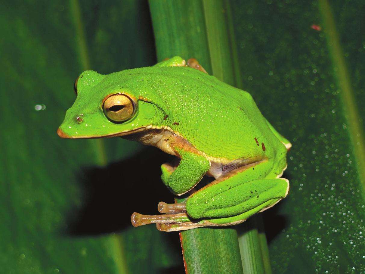 绿纹树蛙