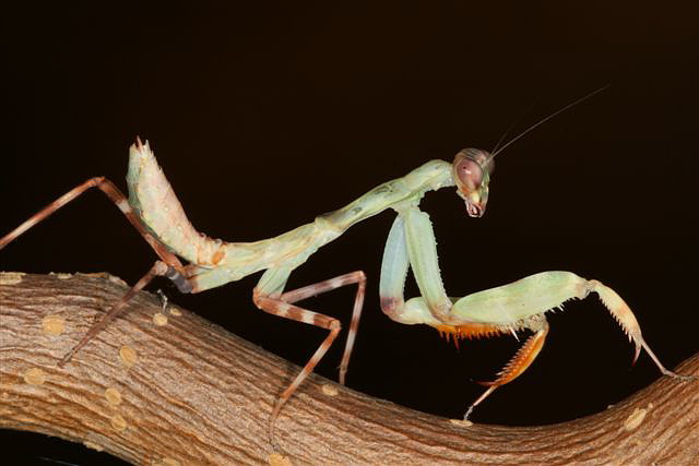  p>印尼双盾螳,也叫印尼双盾螳螂.原产地印度尼西亚. /p>