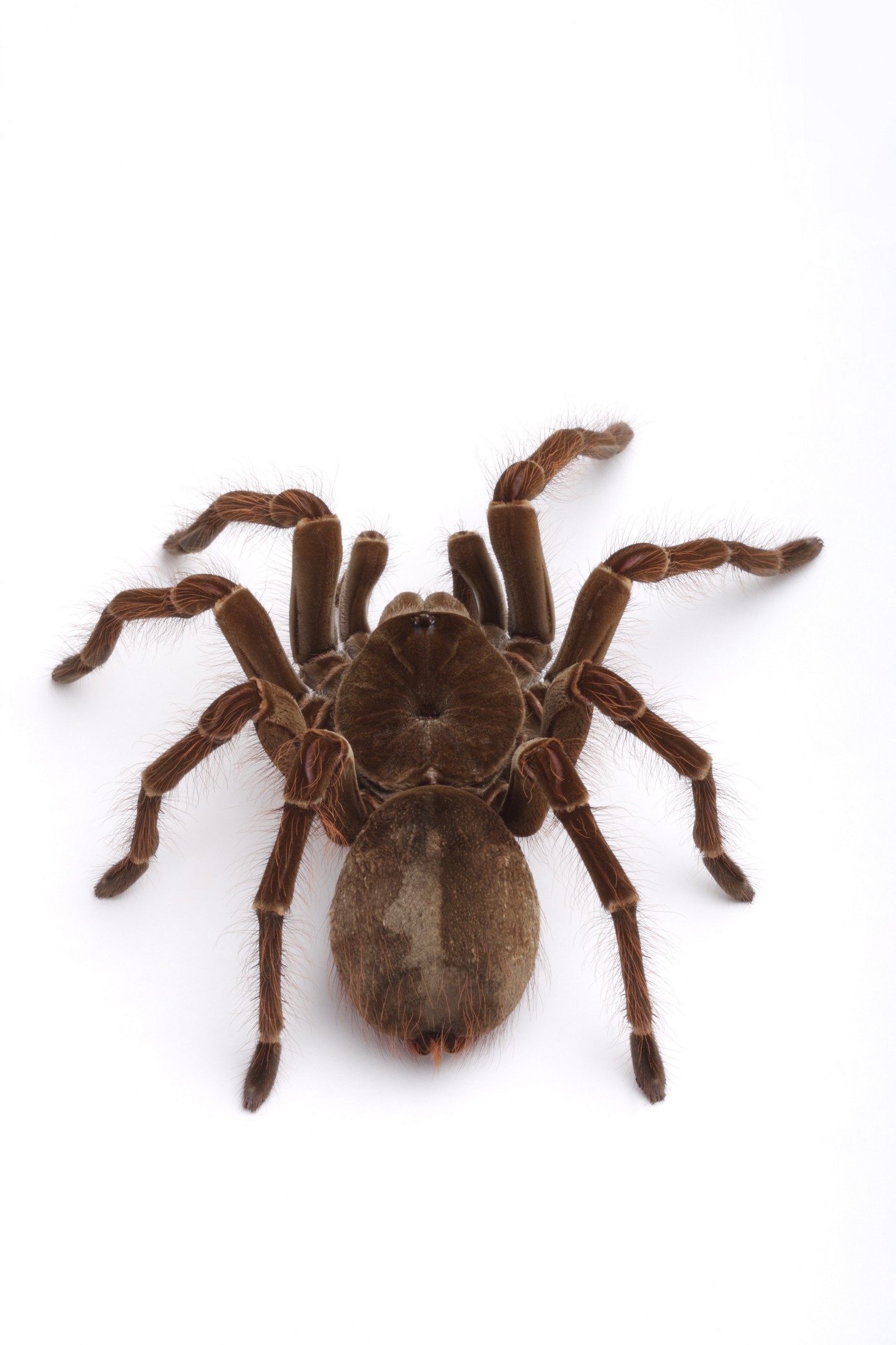 土壤动物;多足类,蛞蝓,蜗牛,蛆,甲虫及蜘蛛等都是典型的大型土壤动物