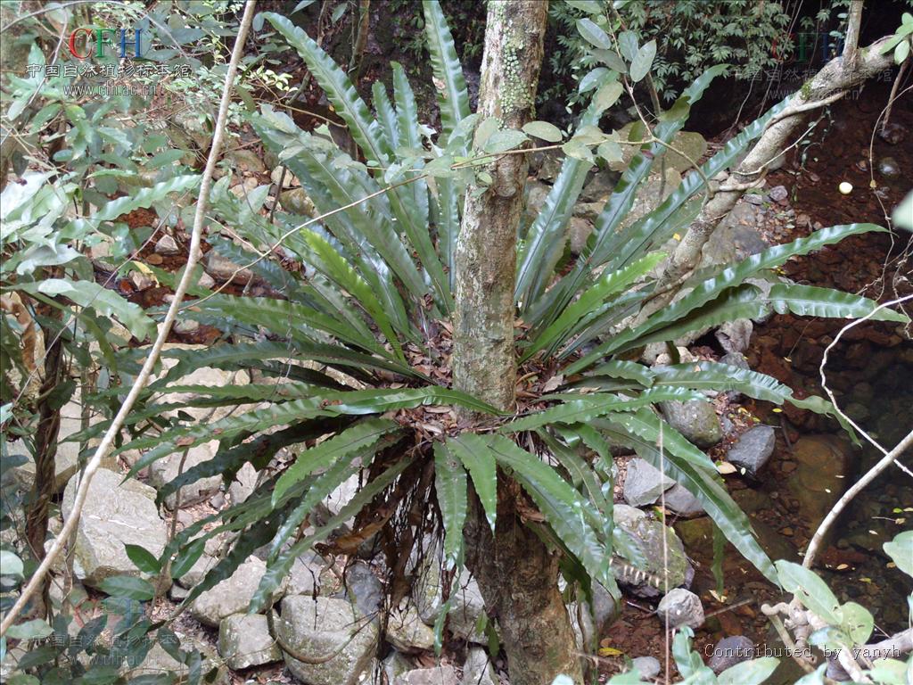  p>巢蕨属(neottopteris j. sm.