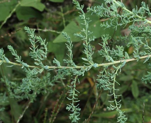  p>疏花水柏枝(学名: i>myricaria laxiflora  /i>(franch.) p. y.