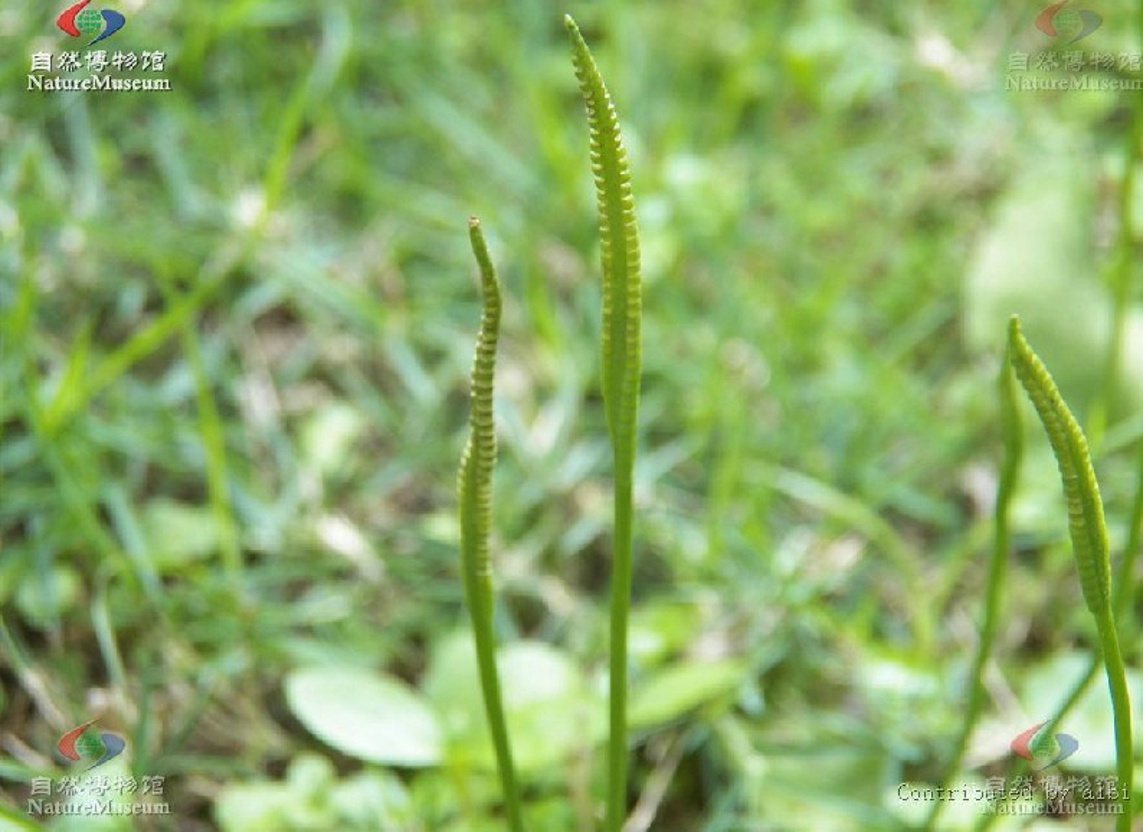 叶之分,出自总柄,营养叶单一,全缘,1-2片,少有更多的,披针形或卵形