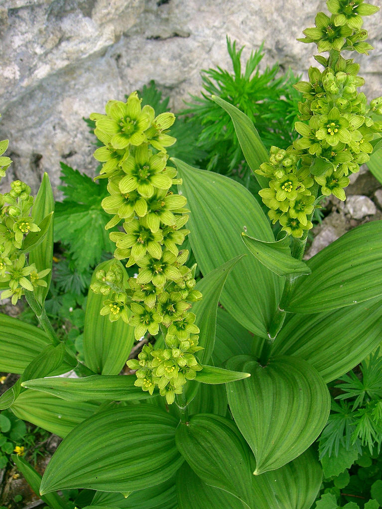  p data-id="gnaqd6sewp">鹿食草,毛茛科铁筷子属植物. /p>