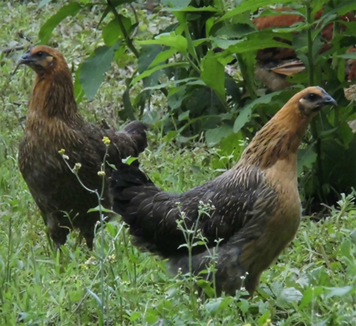  p>六盘水乌蒙凤鸡,贵州省 a target="_blank" href="/item/六盘水市