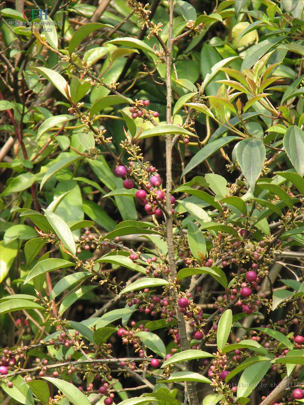  p>针齿铁仔(拉丁学名: i>myrsine semiserrata wall /i>),为 a href=