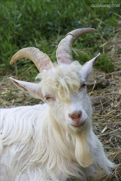  p>白山羊有很多品种,主要有: a href="#" data-lemmaid="15881998">