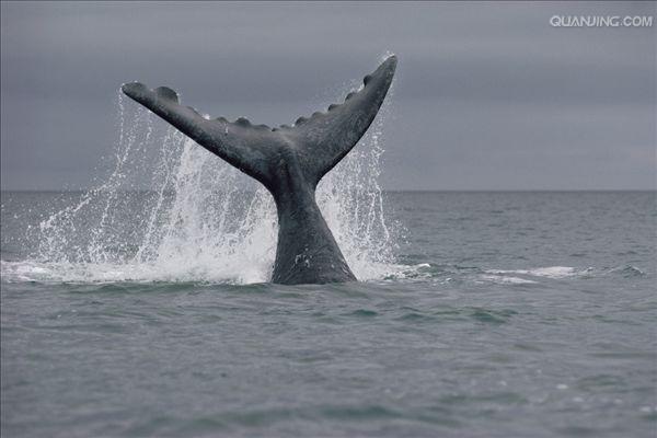  p>南露脊鲸(学名: i>eubalaena australis /i>)是露脊鲸科,露脊鲸属