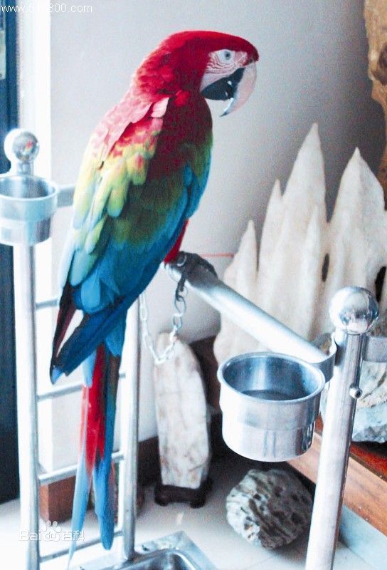  p>五彩金刚鹦鹉(学名: i>ara macao /i>):是鸟纲,鹦鹉科的 a>攀禽 /a