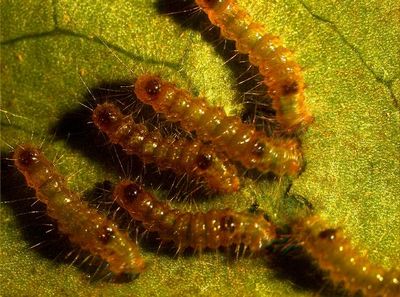 strand,鳞翅目lepidoptera毒蛾科lymantriidae黄毒蛾属的一种昆虫