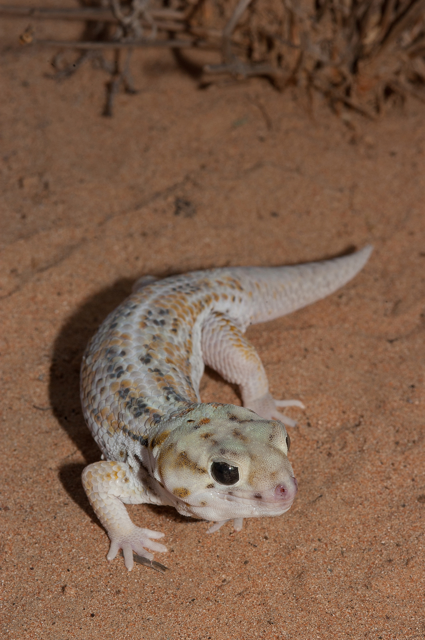  p>伊犁沙虎(学名: i>teratoscincus scincus /i>)是壁虎科,沙虎属