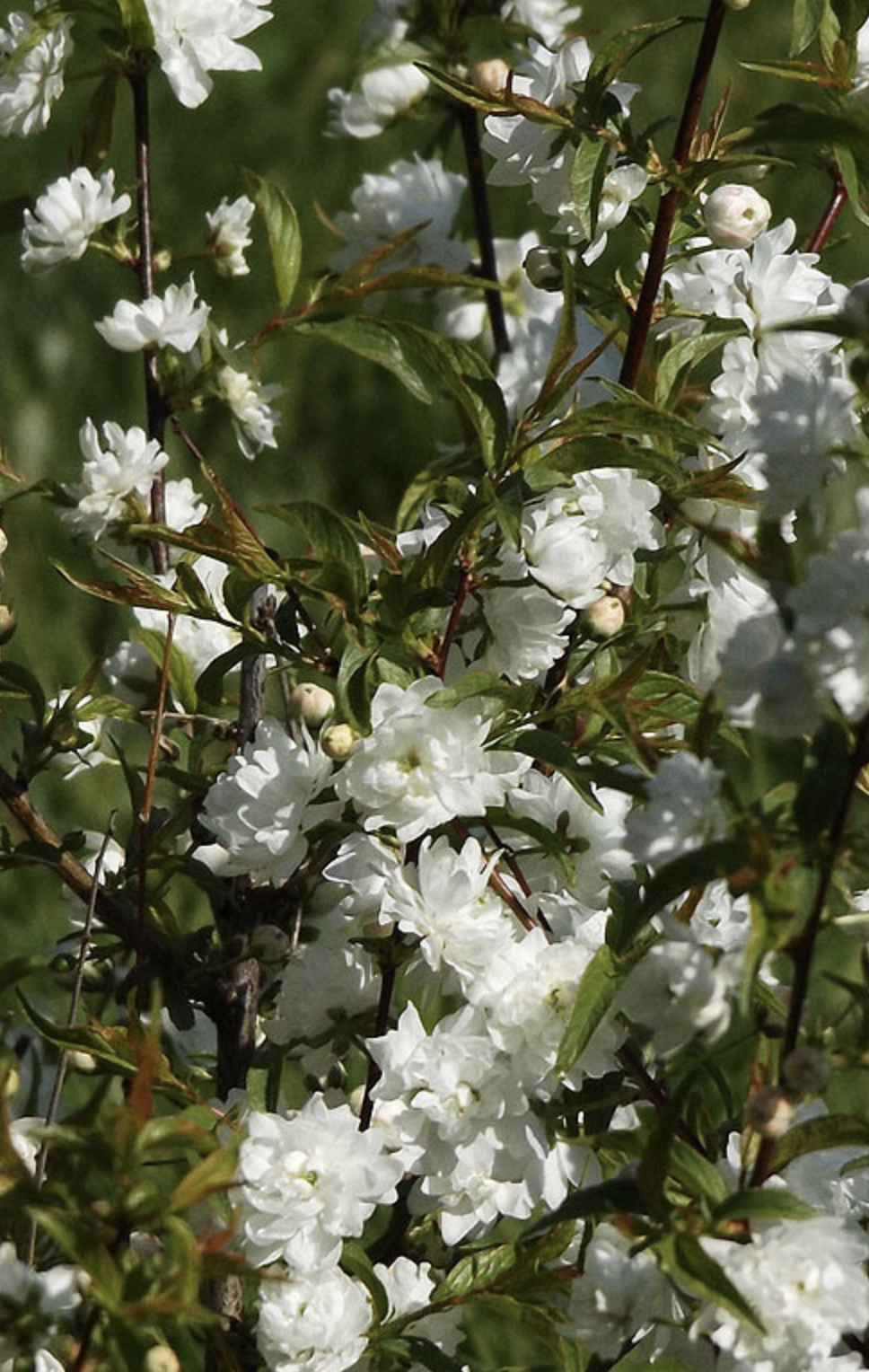 cerasus glandulosa (thunb.) lois.