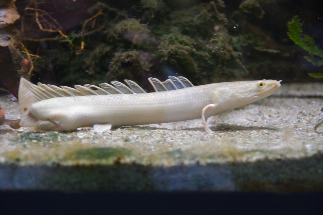  p data-id="gnb6c10uju">塞内加尔多鳍鱼是一种淡水鱼,俗名 a target