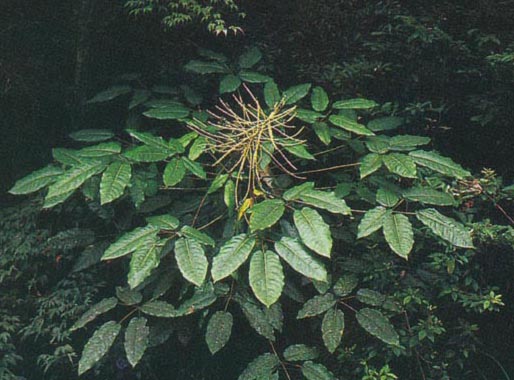  p>雷公青冈(学名:cyclobalanopsis hui (chun) chun ex y. c.